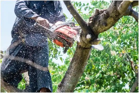tree services Reston